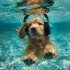 Calming for Dogs - Dogs Joyful Beach Sounds