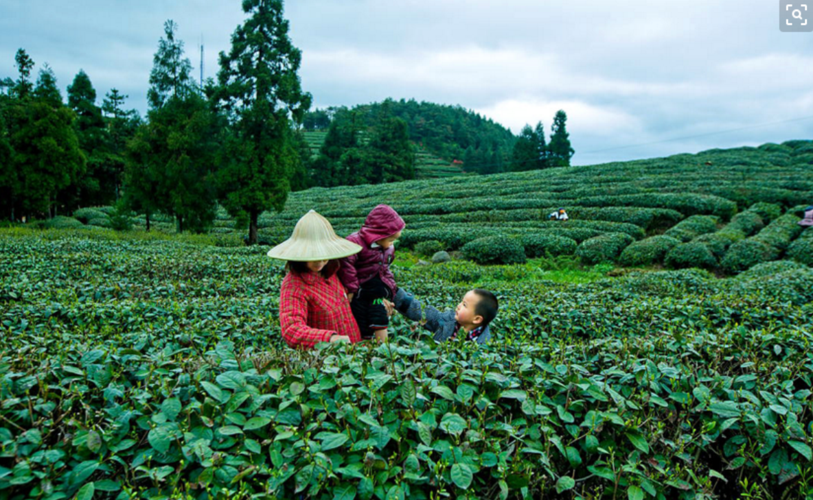 茶山春歌专辑