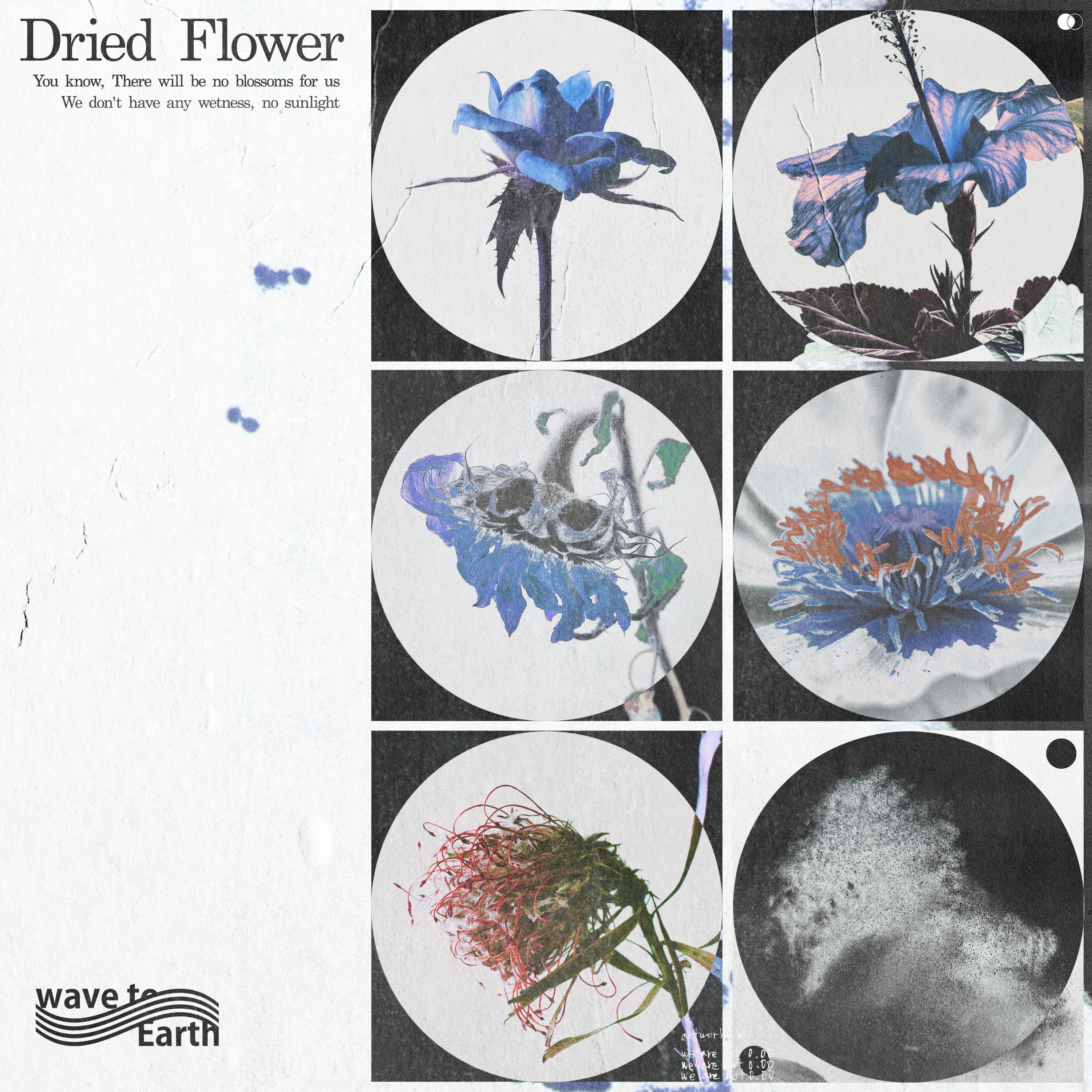 dried flower专辑