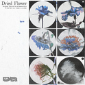 dried flower专辑