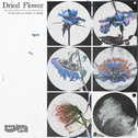 dried flower专辑