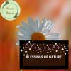 Nature Science Culture Music - Endless Coniferous Night