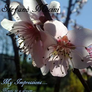 My impressions