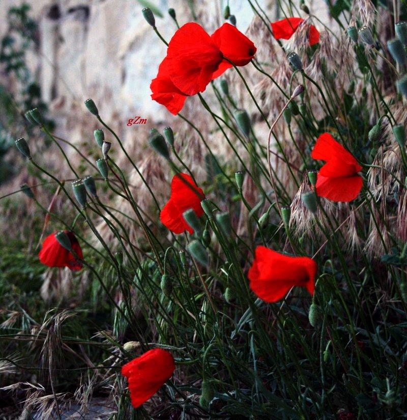怎么用法语,德语,俄语说对不起,谢谢,你好,再见