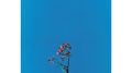 Joanna Newsom & the Ys Street Band EP专辑