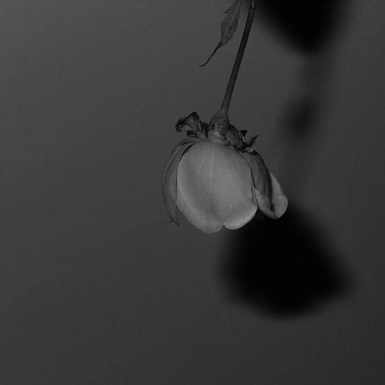 卡布卡布(万人合唱版) banner