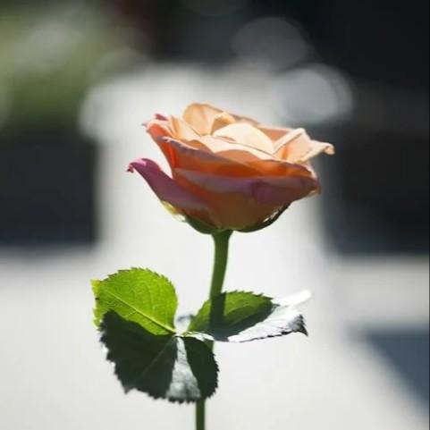 这些年在忙什么 田园 banner