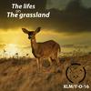 XLM - The lives on The grassland