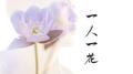 一人一花专辑