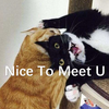 流芒菌 - Nice to meet U（女声对唱）
