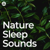 Sounds of the Forest - Radiant Nature Sleep Sounds (Loopable, No Fade)