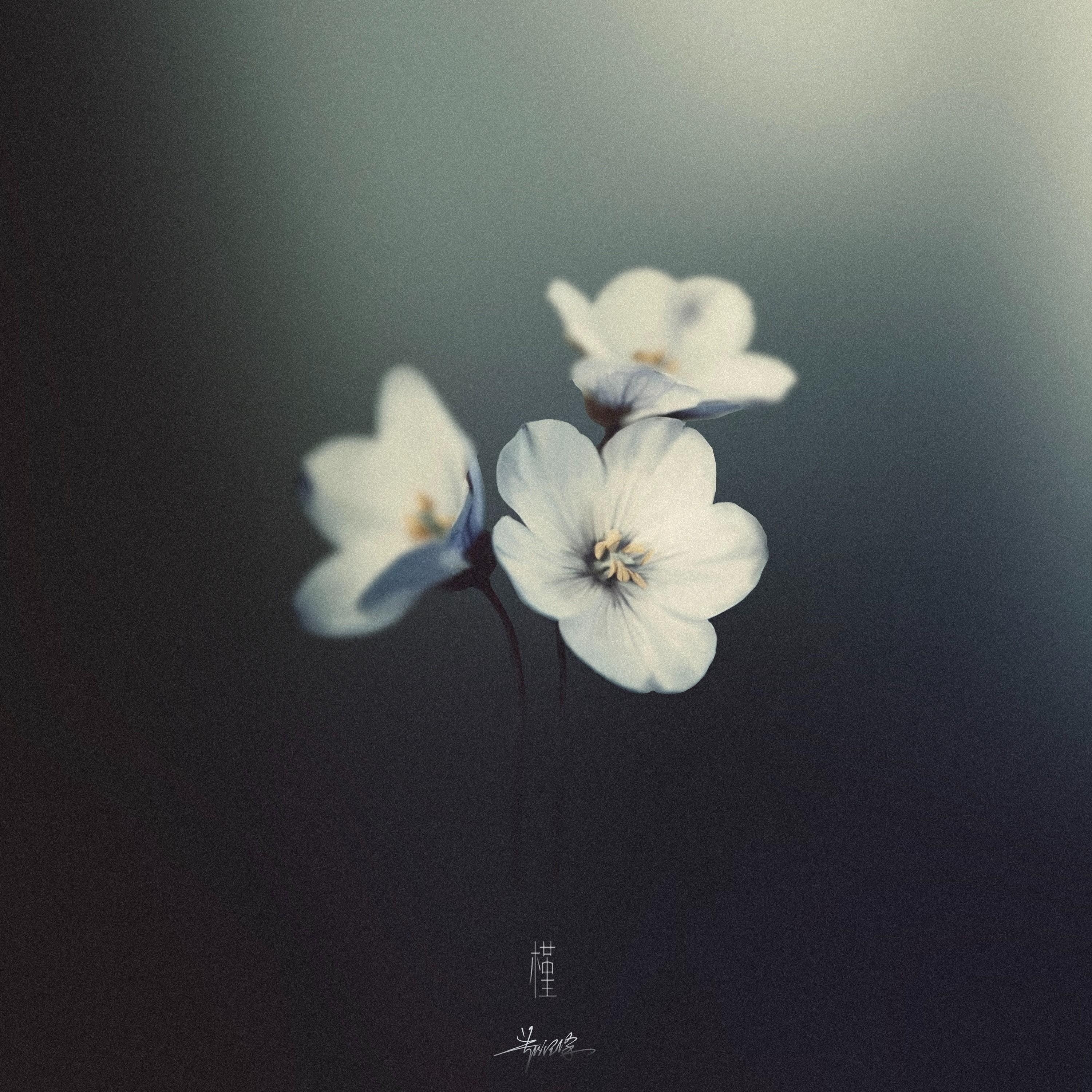 槿 banner