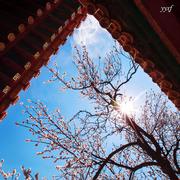 盛心如意