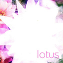 Lotus专辑