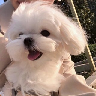 今日限订全糖去冰♥︎