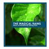 Rainy Gardens Nature Sounds - Active Insects & Frogs