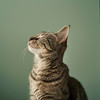 Gato Total Relax - Vibraciones Suaves Para Amigos Felinos