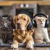 Animal Melody Wizard - Calm Pet Rhythms