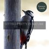 Loving Nature Sound Library - Cheerful Melodies after Rain