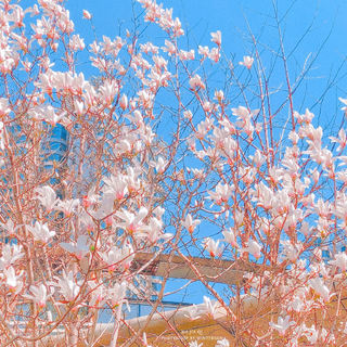 马嘉祺·我的爱就像一片云