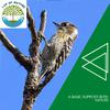 Cozy Nature Soothing Music Library - Awakening with Small Bird