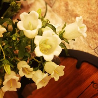 此刻正当时|“香颂”法语的玫瑰人生