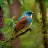 Murad - Birds sing in the liana forest