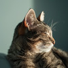 Guarida de música de gatos - El Zen Tranquilo De Los Gatitos
