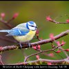 Yanlin Tung Nature - Awakening with Birds at Dawn