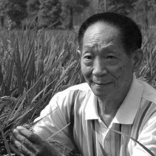 禾下乘凉梦 - 袁隆平