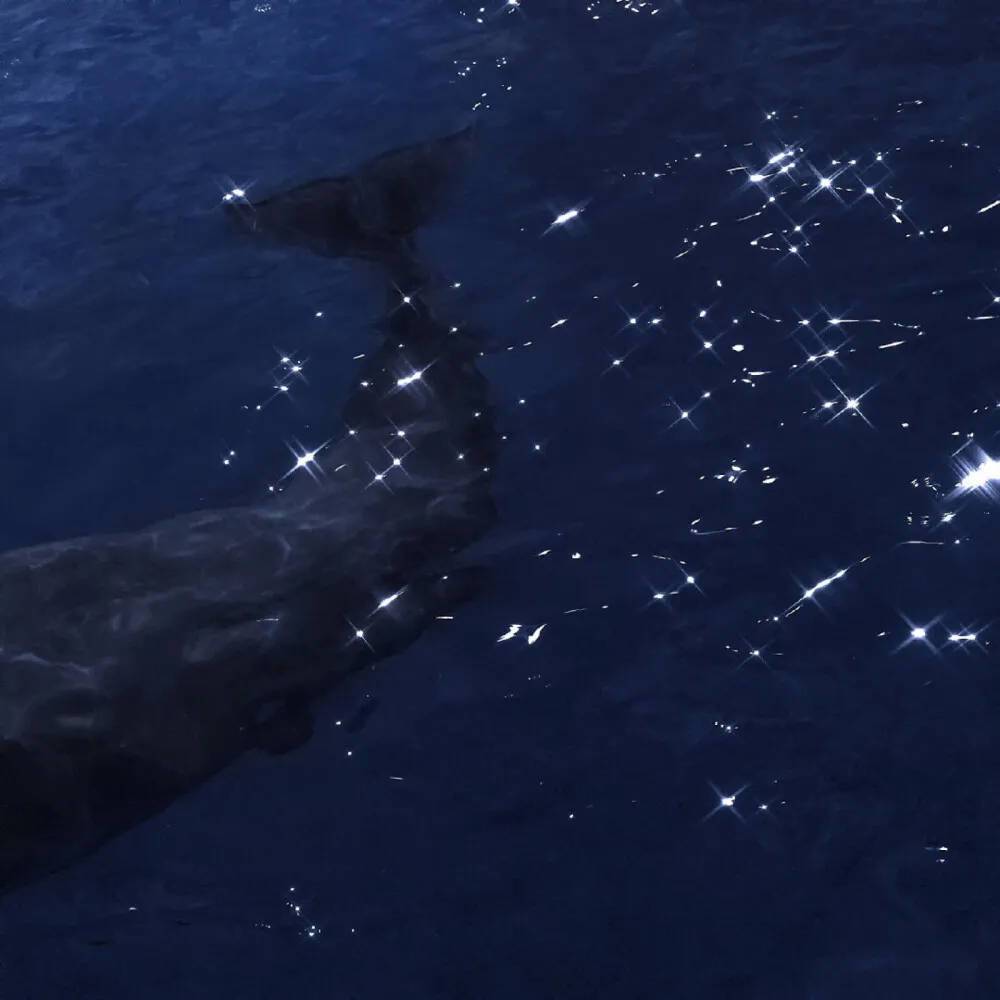 夜昙