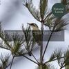 Warm Fire Nature Sounds - Live Birds Audio