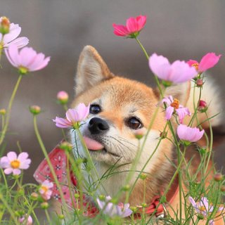 四季的鲜花开满墙头，你是我的如愿以偿