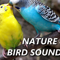 Nature And Bird Sounds