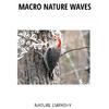 Chilled Waves Nature Library - Calm Birds Situation