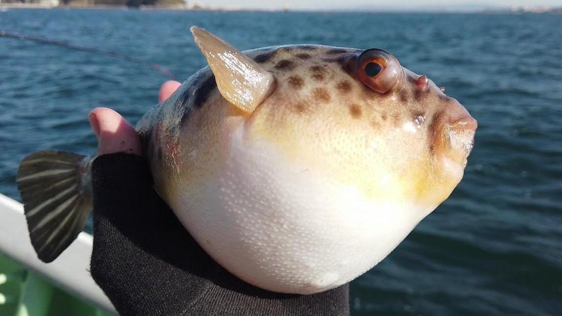 来自孙萌萌的红太狼公主 - 微博