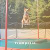 Limit - Trampolin