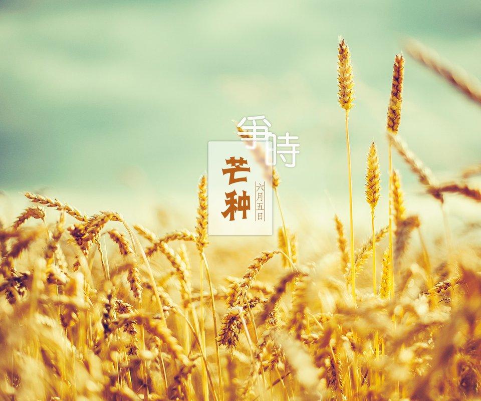 芒种 - 乐正绫, 桑葚上的猴子, 洛天依Official