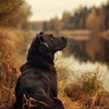 Dog Relaxing Zone - Bark's Lively Pulse
