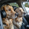 Dog Radio 1 - Dogs' Calm Howls