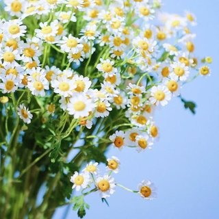 春之音♪陷落世间美好，满溢温柔
