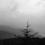 国风人参果的吐槽科普博