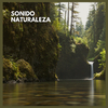 Sonidos de la selva - Sonido Naturaleza (14)