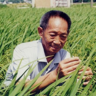 沉痛悼念袁隆平院士