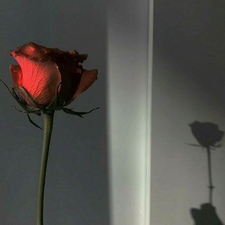 遍地开满的玫瑰花 不是浪漫 是荒芜