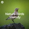 Nature And Bird Sounds - Forest Birds Melody