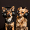 Dog Music TA - Paws Joyful Music