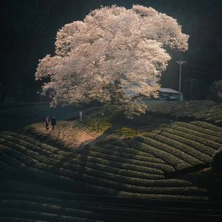 『治愈·致郁』