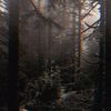 Art3Mi5 - dark forest.
