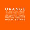 Heliotrope - Orange